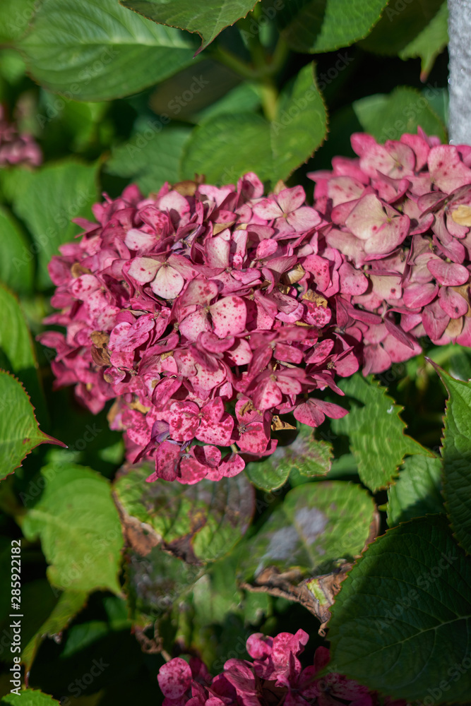 Hydrangea, hortenses growing on a natural environment Hydrangea, hortenses growing on a natural environment