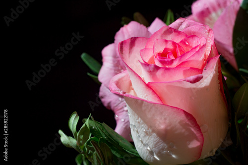 White and pink rose with dew drops on black background. Funeral preparations. Close up photo with copy space.