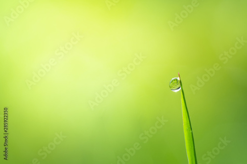 Macro photography of dewdrop on green grass in the morning. © Hopeful Studio