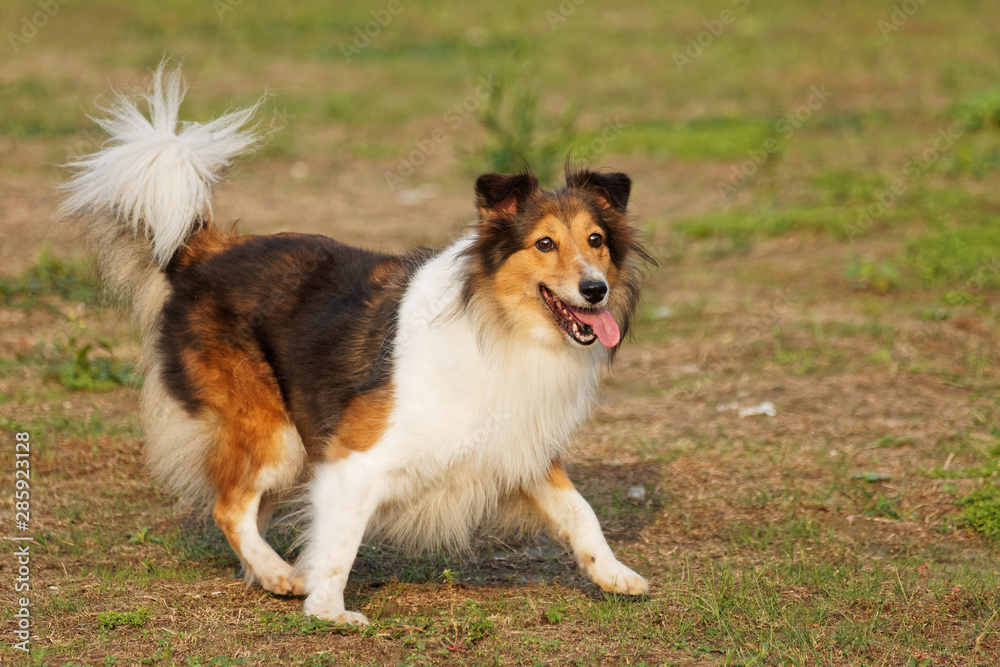 Cute Shetland sheepdog with tail up in sunny grass field, ready to play fetch game.