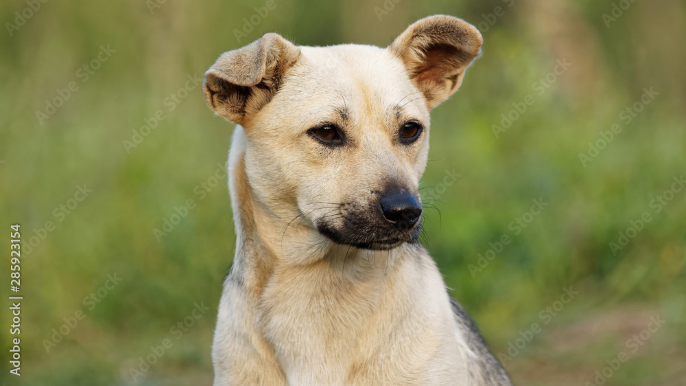 Portrait of a cute stray dog looking away with blur green background in sunny afternoon. Portrait of a cute stray dog looking away with blur green background in sunny afternoon.