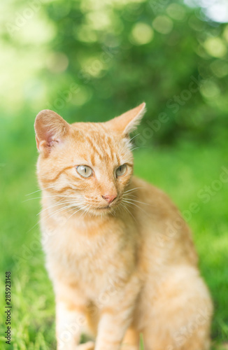 red cat sitting with strawberries on a green summer background