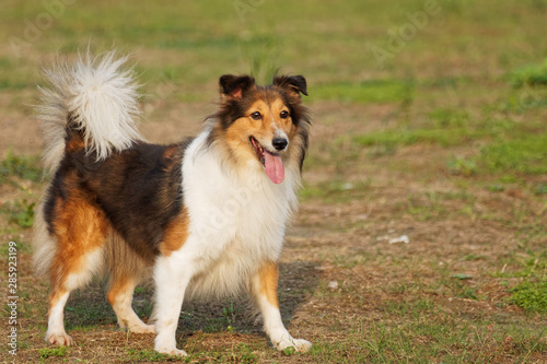 Cute Shetland sheepdog with tail up in sunny grass field, ready to play fetch game.