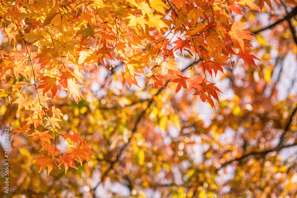 Beautiful maple leaves in autumn sunny day in foreground and blurry background in Kyushu, Japan. No people, close up, copy space, macro shot. Beautiful maple leaves in autumn sunny day in foreground and blurry background in Kyushu, Japan. No people, close up, copy space, macro shot.
