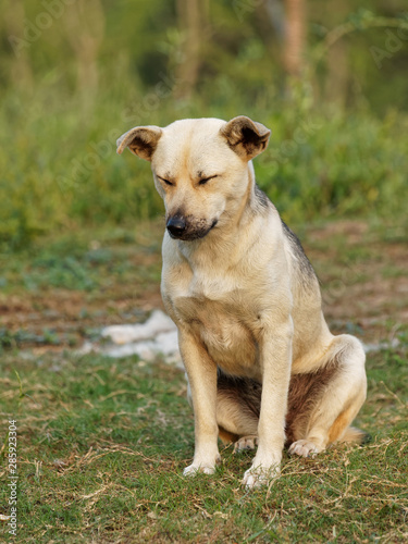Portrait of a cute stray dog sitting on green grass field with eyes closed in sunny afternoon.