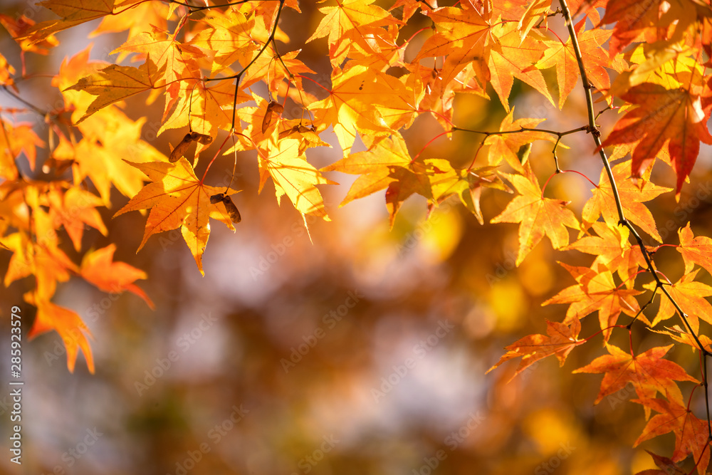 Beautiful maple leaves in autumn sunny day in foreground and blurry background in Kyushu, Japan. No people, close up, copy space, macro shot.