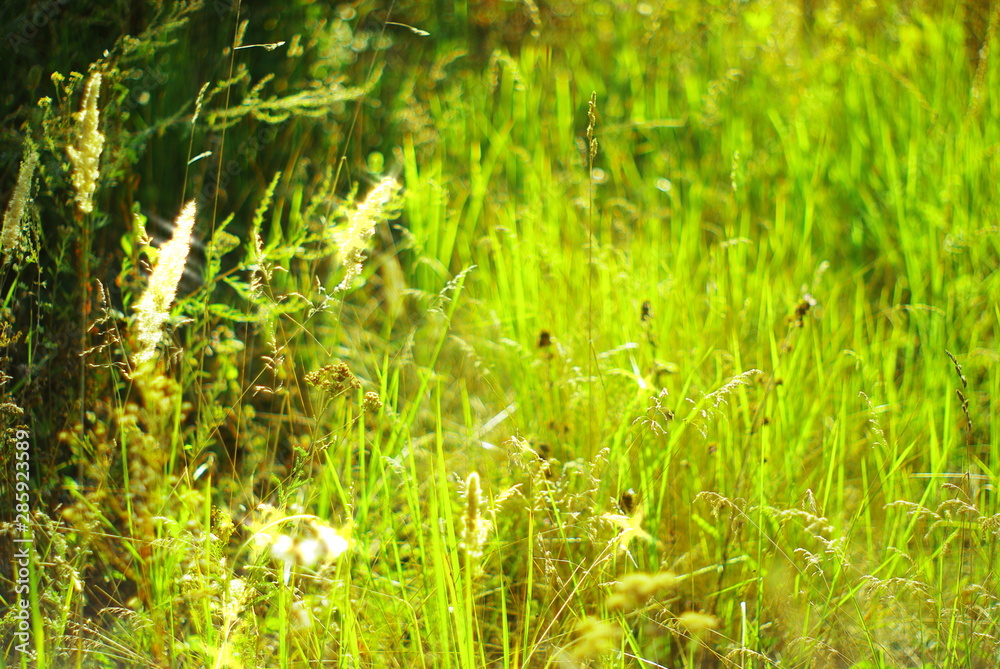 green grass in the field green grass in the field
