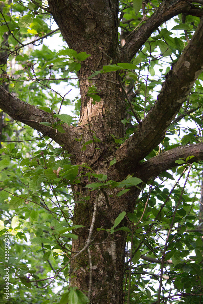 primo piano di una quercia