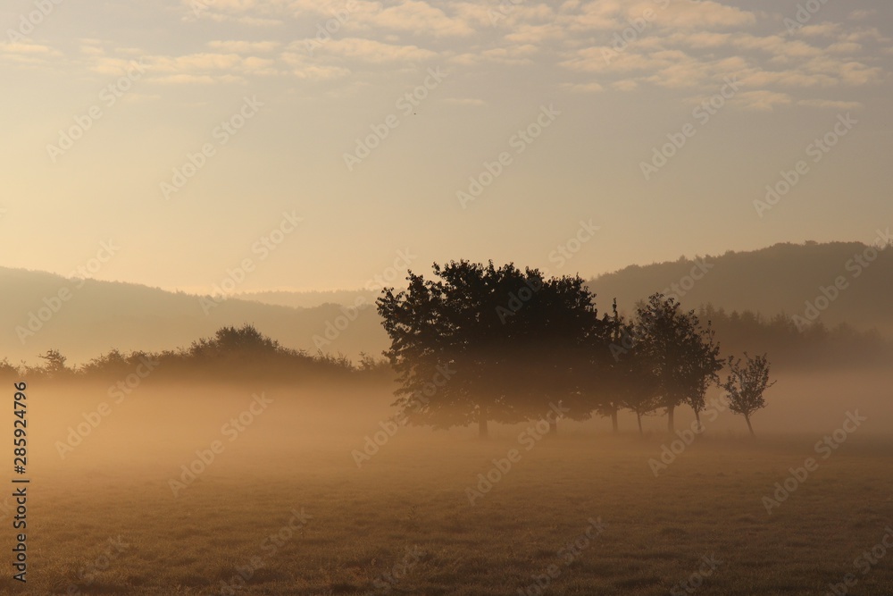 Morgennebel auf der Weide