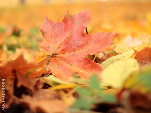 Mellow autumn concept. Red maple leaf lying on the grass among other leaves. Blurred background of yellow fallen foliage.The foreground is also blurred.