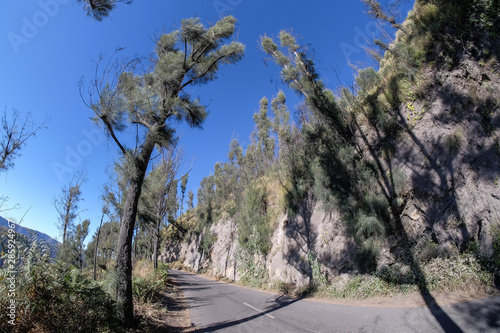 Pine tree and shadow of the tree with the  blue sky at Mount Dingklik , East Java,Indonesia photo