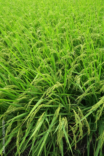 郊外の田圃の実り始めた稲