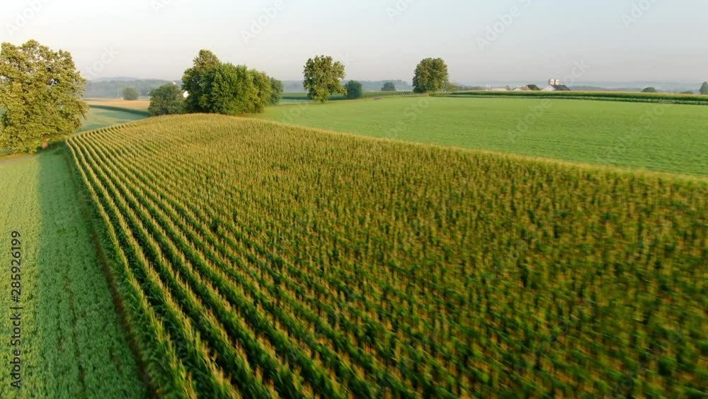 AERIAL fast and low over green corn and hay fields on a sunny morning AERIAL fast and low over green corn and hay fields on a sunny morning