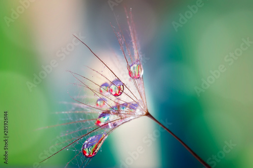 Beautiful dew drops on the seed of Tragopogon pratensis close-up, macro, blurred background, reflection in drops. © Vladimir Kazimirov