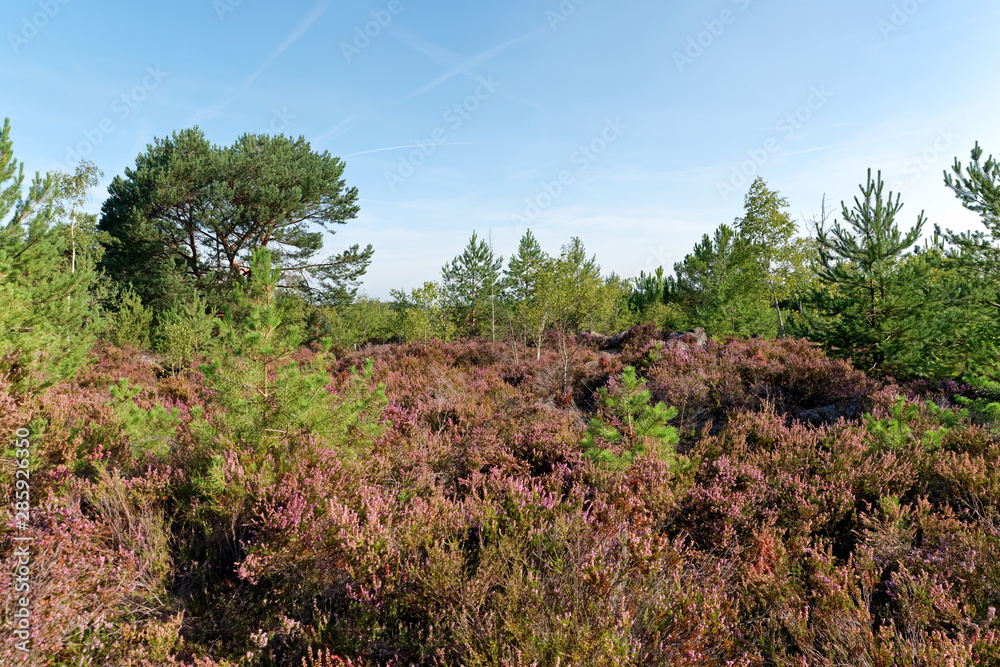purple heather land in Fontainebleau forest purple heather land in Fontainebleau forest