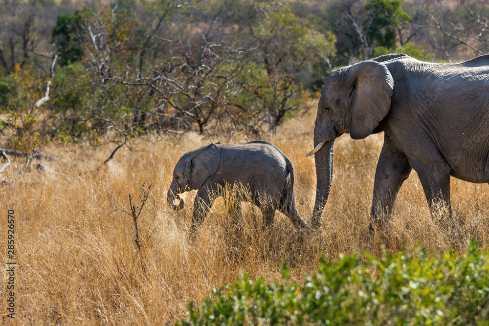 Fototapeta premium elefants