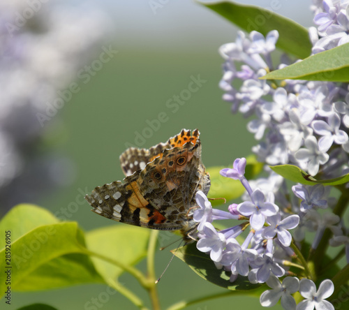 Butterfly Vanessa cardui on lilac flowers. Pollination blooming photo