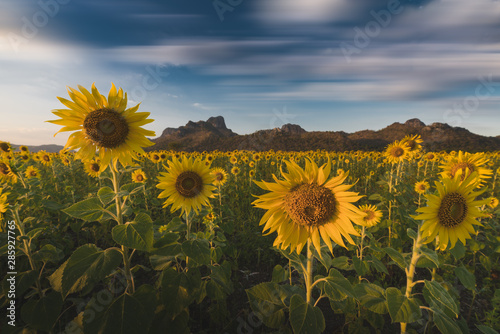 Sunflower field in Lopburi Thailand