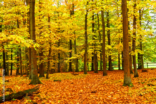 Autumn colors - Herbstfarben