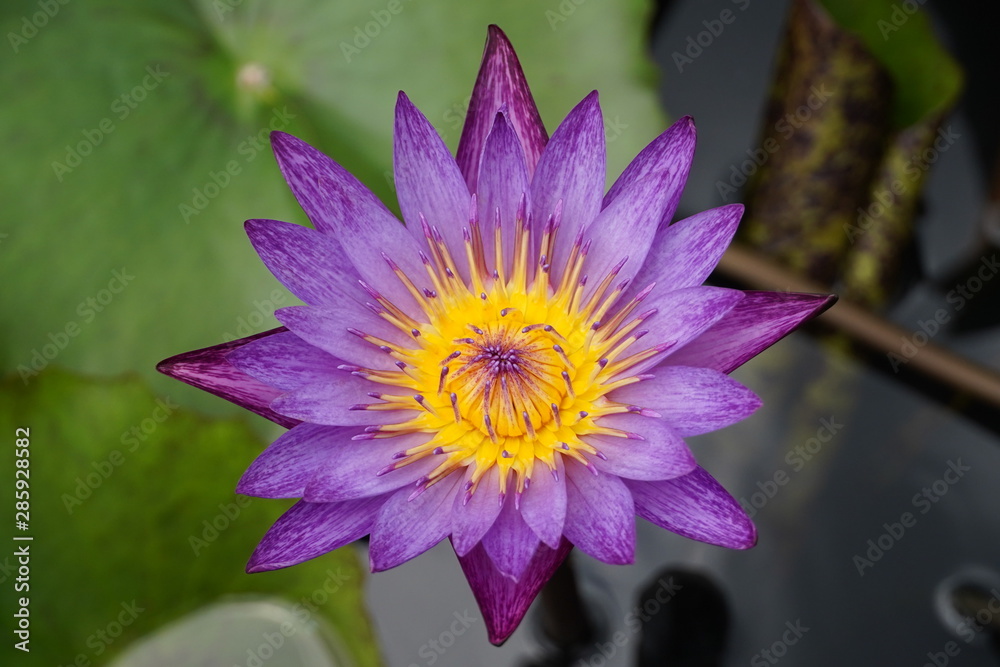 lotus in pond lotus in pond