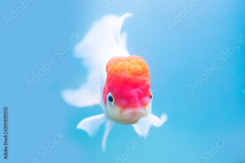 Oranda Red Cap poisson rouge