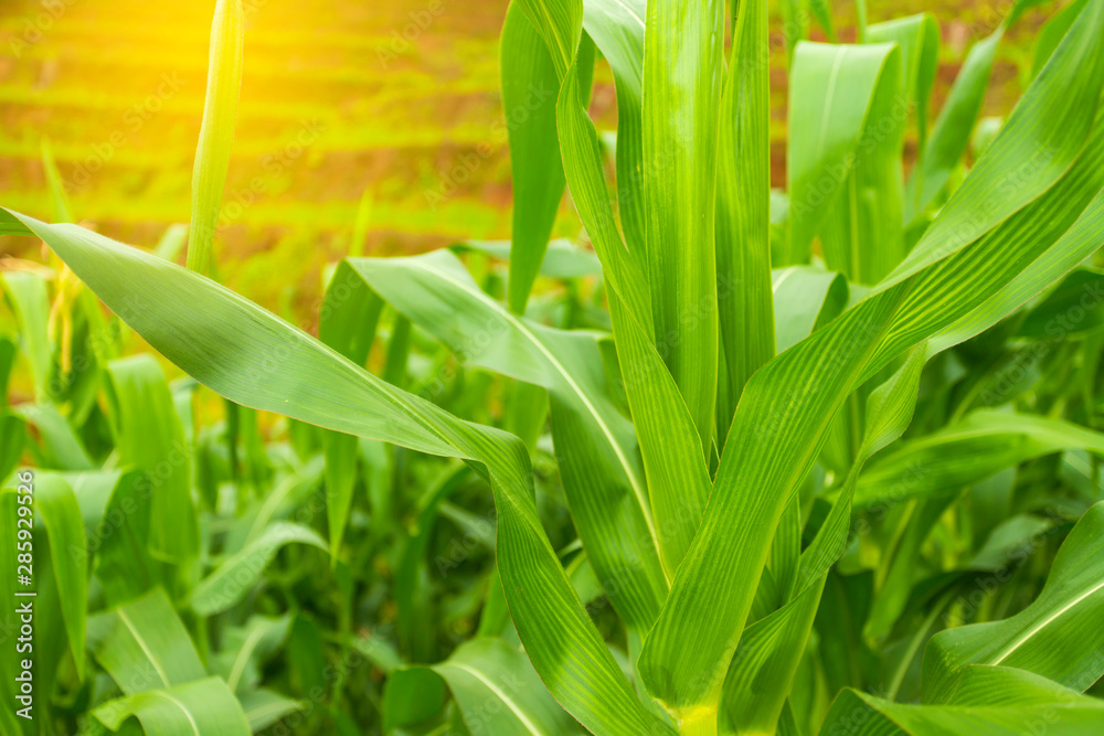 Fototapeta premium Corn field in early morning light, Corn leaves