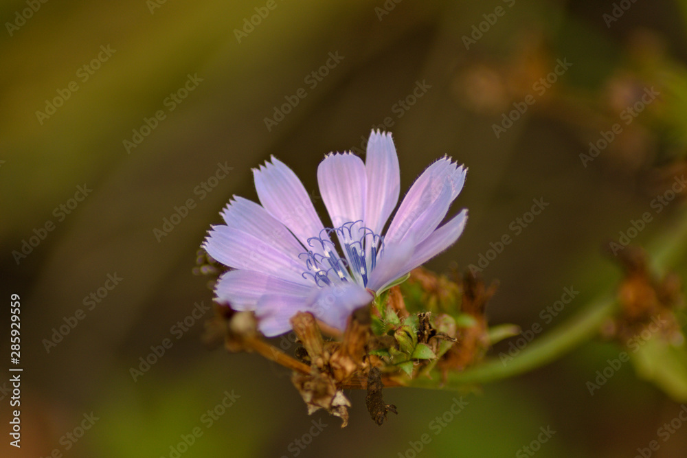 Beatiful meadow flower Beatiful meadow flower
