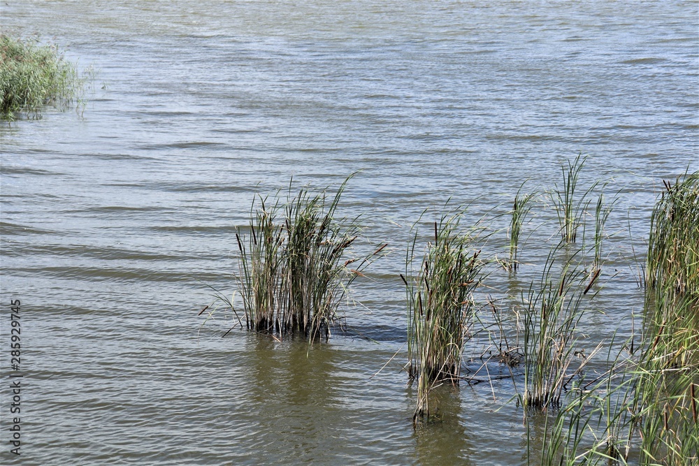 Fototapeta premium reeds and pond
