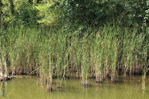 reeds and pond