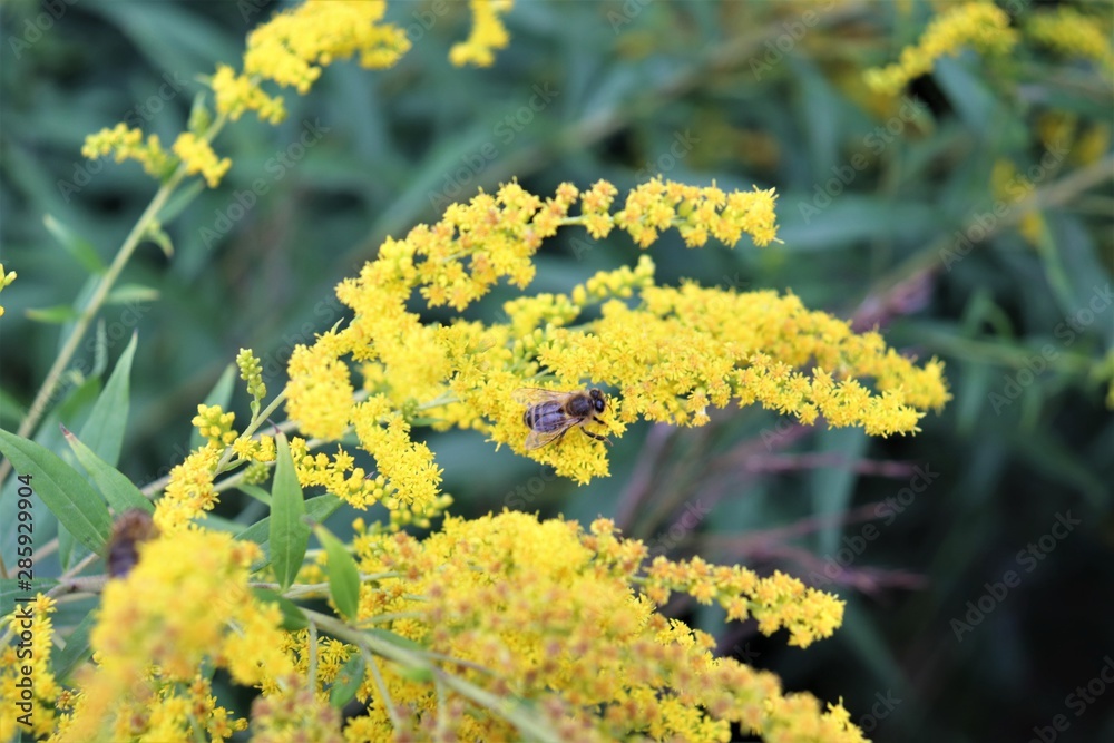 Obraz premium a bee sits on a yellow flower