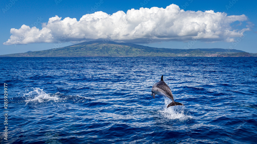 Dolphin jumping out of the water, island of Faial (Azores) in the background. - obrazy, fototapety, plakaty 