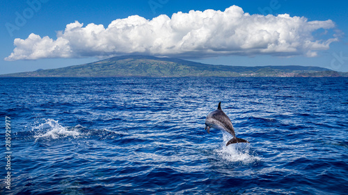 Dolphin jumping out of the water, island of Faial (Azores) in the background. photo