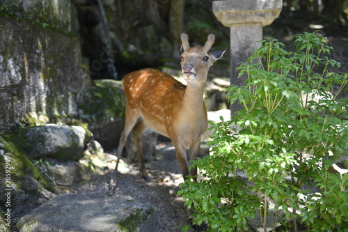 Nara deer walks free in Nara Park, Japan