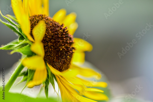 A close-up of wild plants growing in the fields in summer
