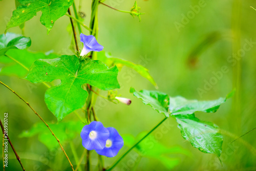 A close-up of wild plants growing in the fields in summer