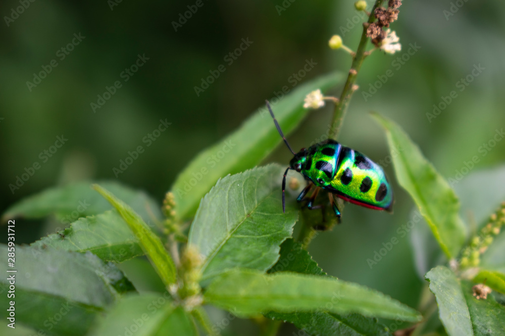 Close-up side view of a Chrysolina fastuosa, also known as the dead-nettle leaf beetle sitting in the green plant on a garden Close-up side view of a Chrysolina fastuosa, also known as the dead-nettle leaf beetle sitting in the green plant on a garden