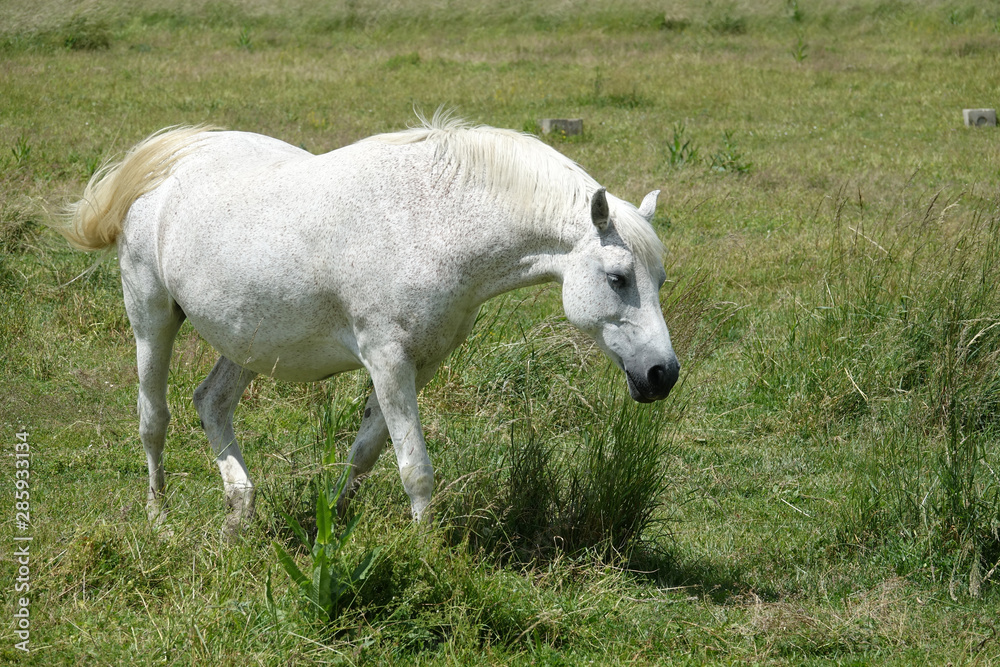Obraz premium cheval blanc au pas