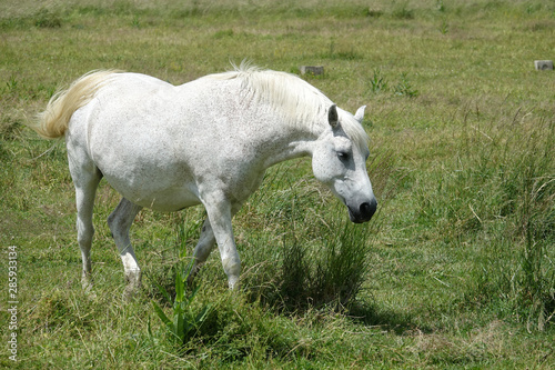 cheval blanc au pas