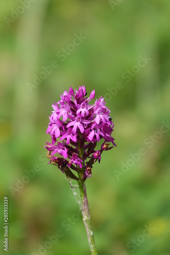 Orchis pyramidal