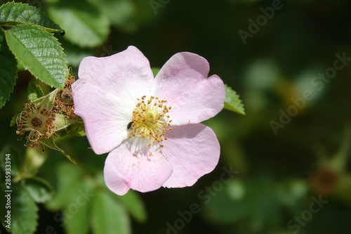 églantier à petites fleurs © JC DRAPIER