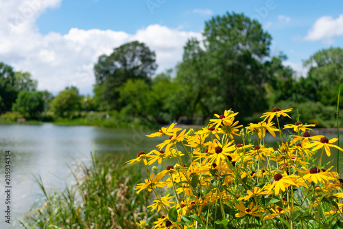Yellow Flowers in front of the Humboldt Park Lagoon