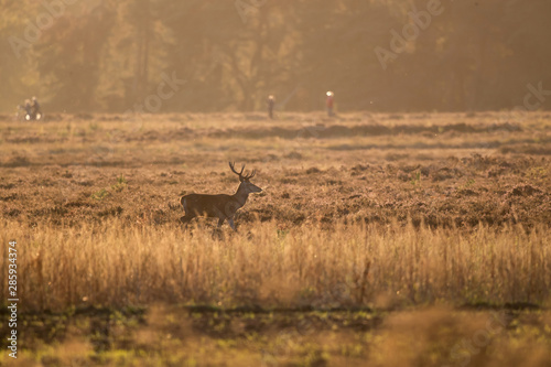 Red deer stag with sunset in rutting season in National Park Hoge Veluwe in the Netherlands