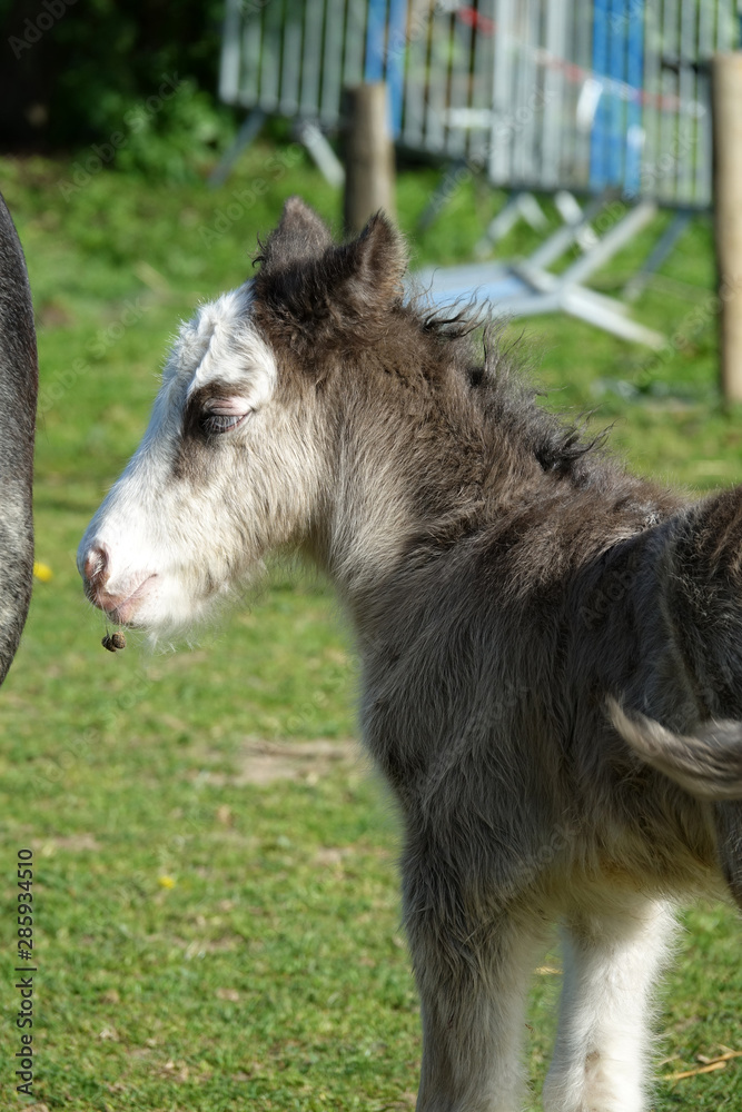 Poulain Cob gris Poulain Cob gris