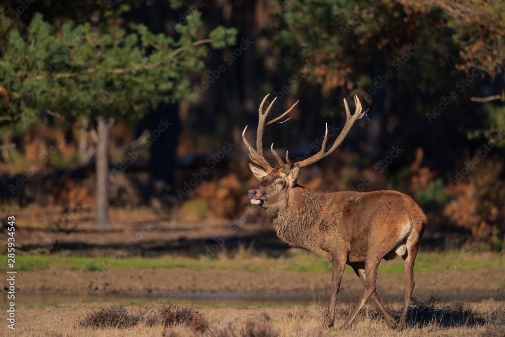 Fototapeta premium Red deer stag in rutting season in National Park Hoge Veluwe in the Netherlands