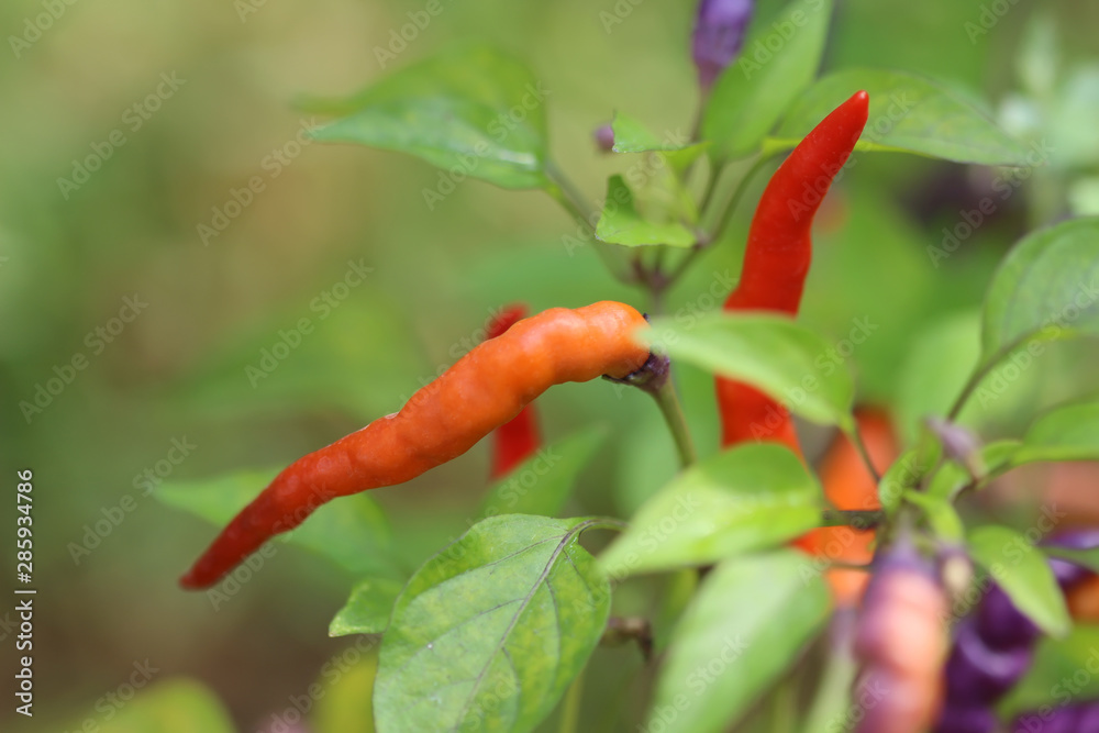 Chili peppers in a garden Chili peppers in a garden