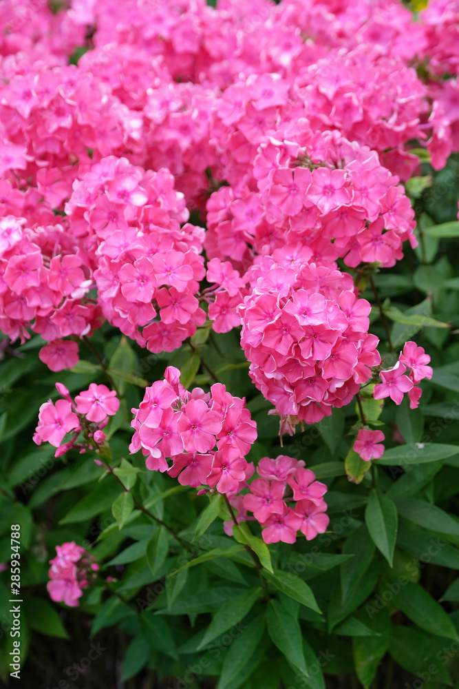 Flowers of pink phlox, summer in the garden.