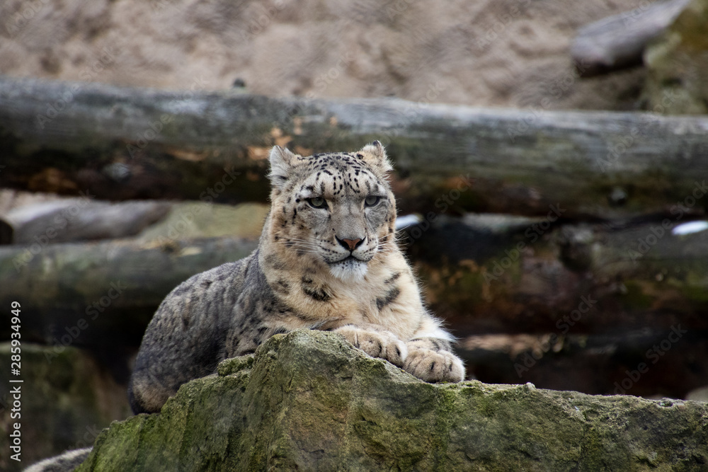 Fototapeta premium Schneeleopard