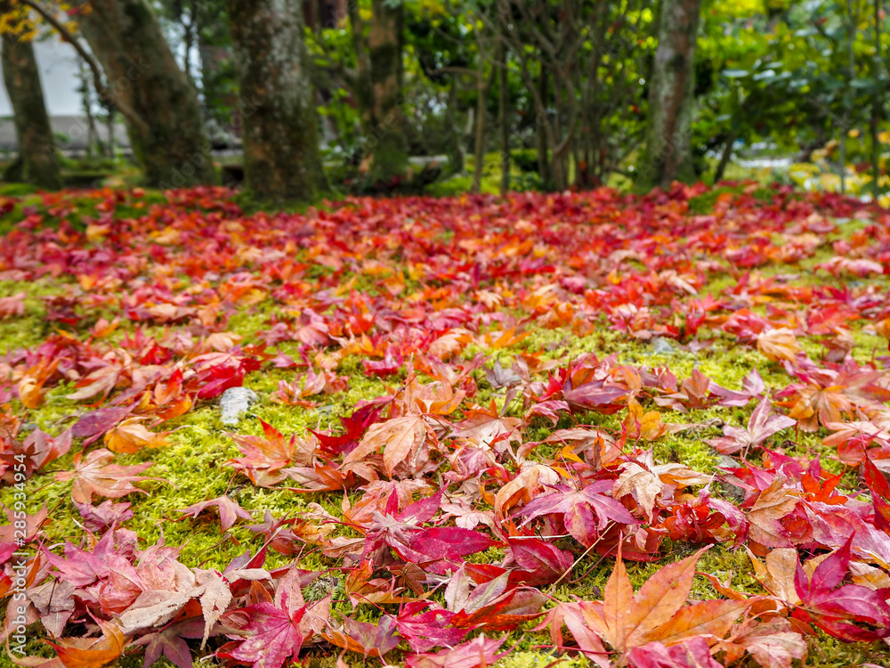 Colorful red maple leaves drop on grass ground for background and copy space
