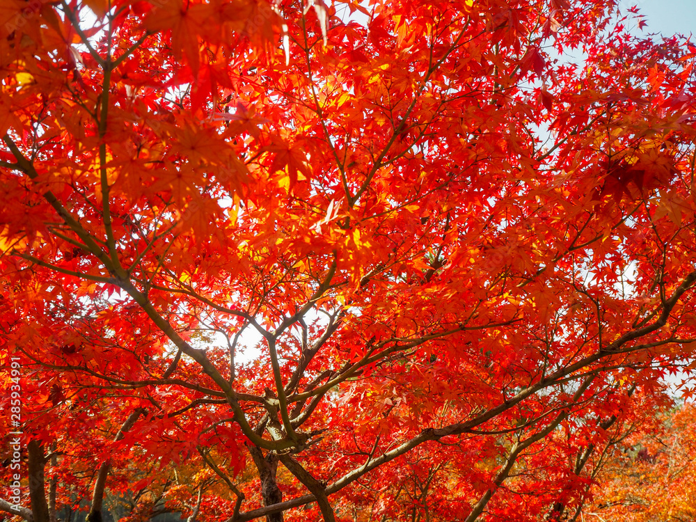 Beautiful scene of red maple tree under sunlight for background and copy space, Japan