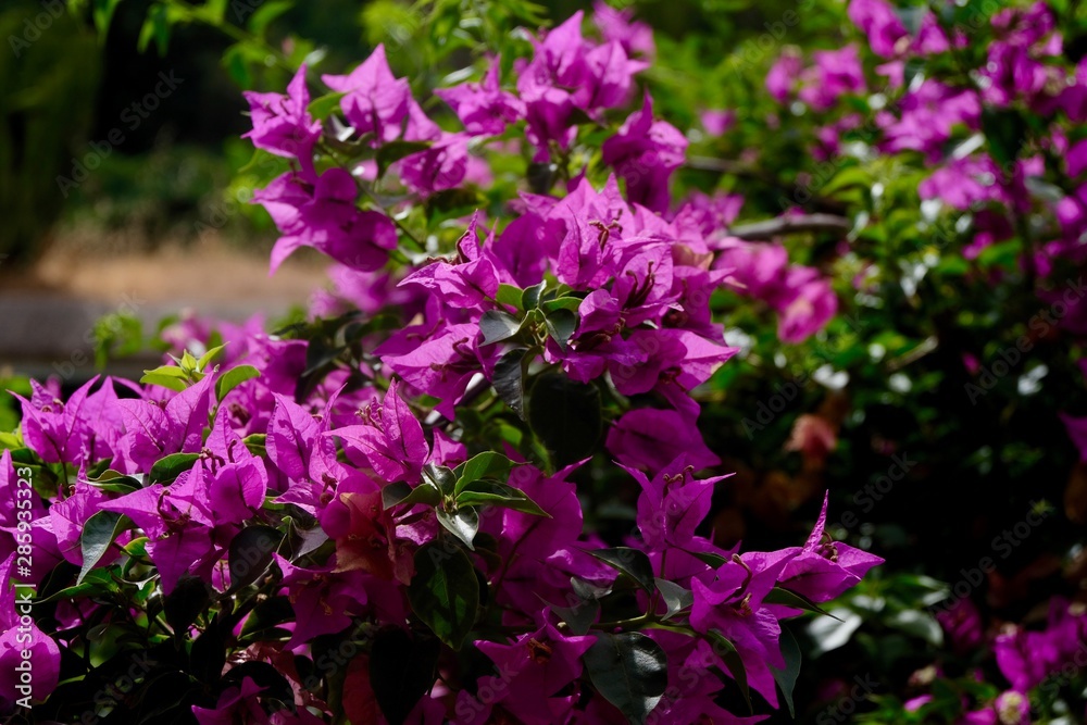 Fototapeta premium pink flowers in the garden